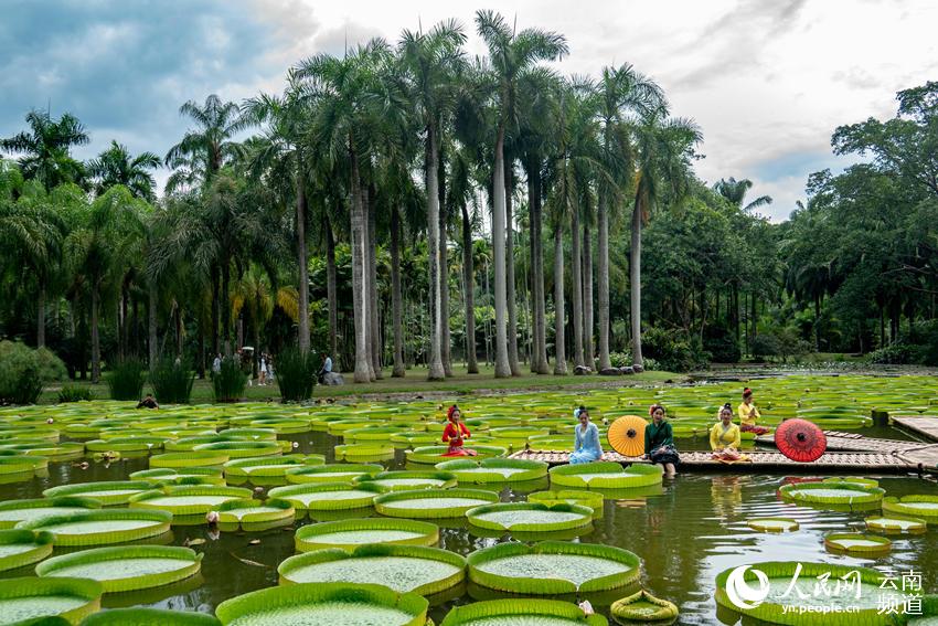 來西雙版納熱帶植物園，和傣家姑娘一道體驗“一葉當舟”。筱嬌嬌攝