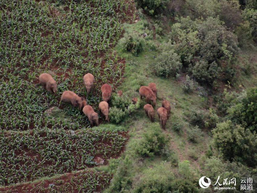 象群活動畫面。雲南省森林消防總隊供圖