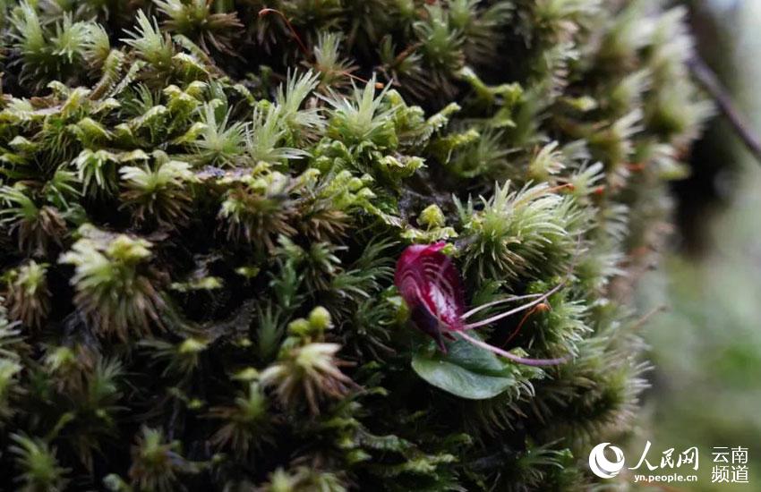 瀕危物種鎧蘭在高黎貢山騰沖段競相開放