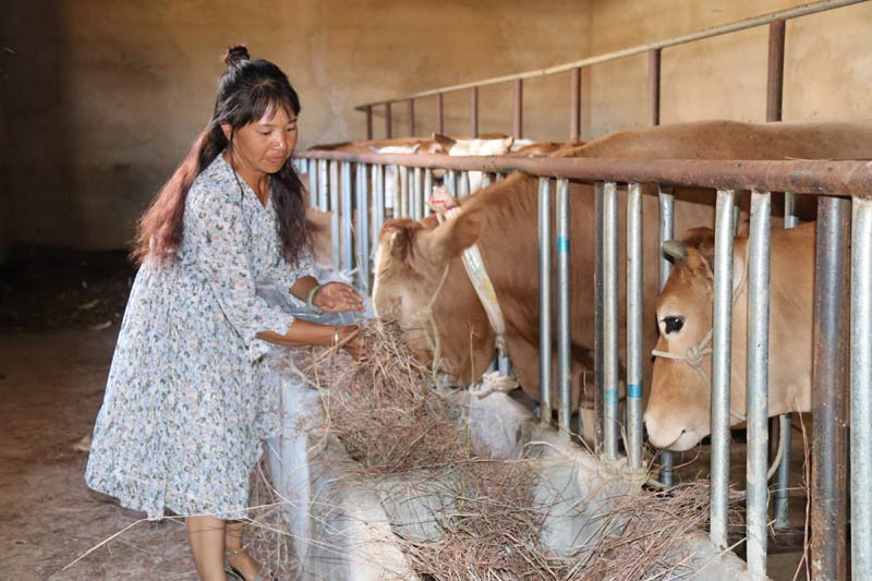 北朝南村民張應瓊養殖肉牛。彌渡縣融媒體中心供圖