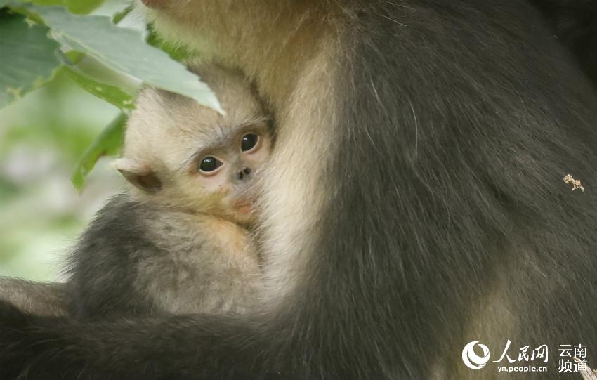 7月22日，有生態攝影師拍到滇金絲猴活動的身影。曾祥樂攝 