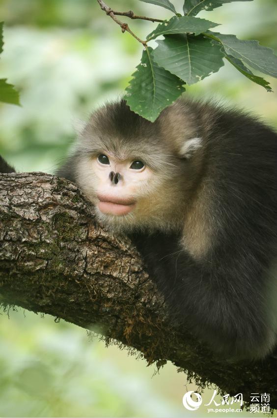 7月22日，有生態攝影師拍到滇金絲猴活動的身影。曾祥樂攝 