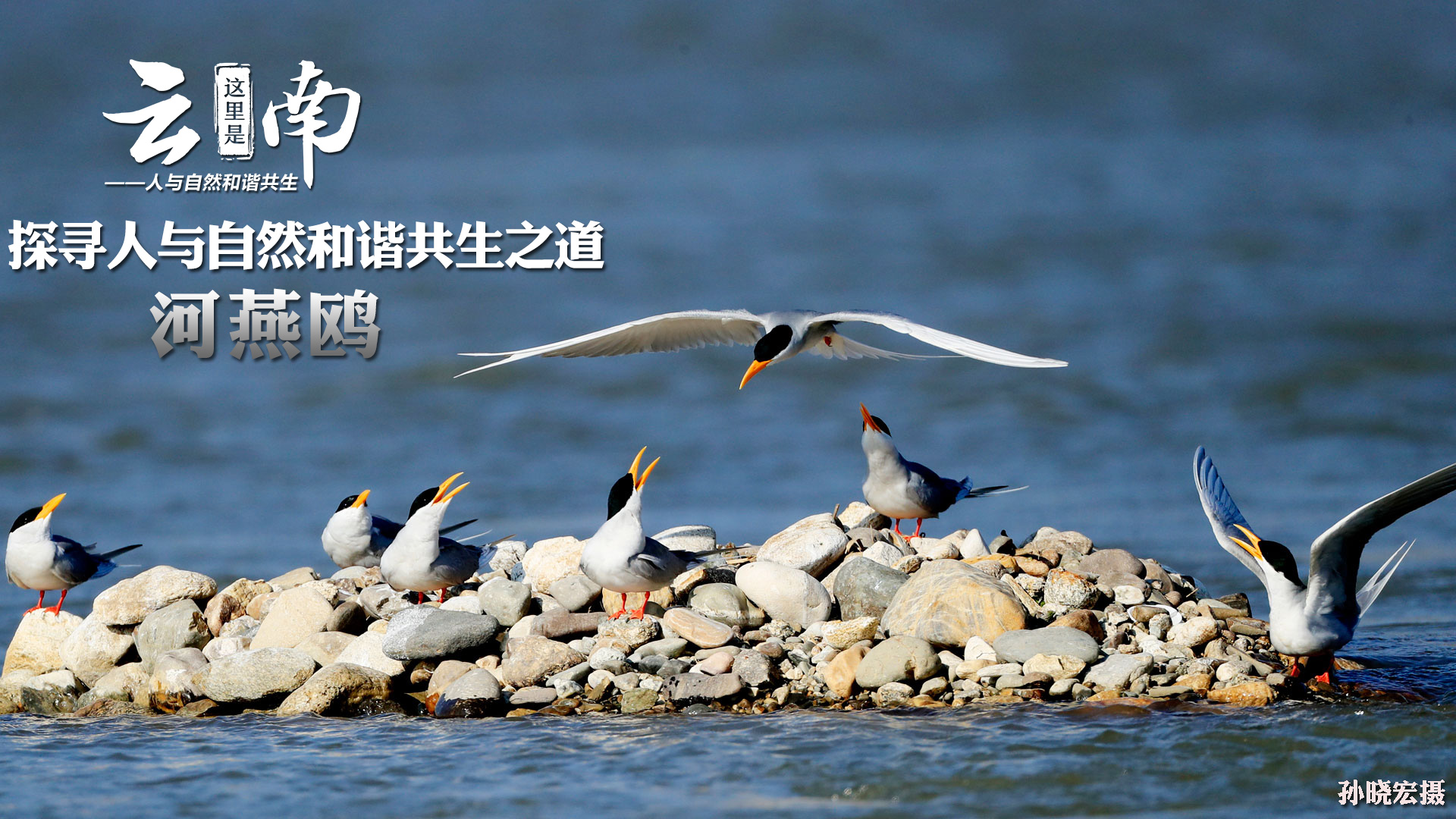 河燕鷗守護者 探尋人與自然和諧共生之道
