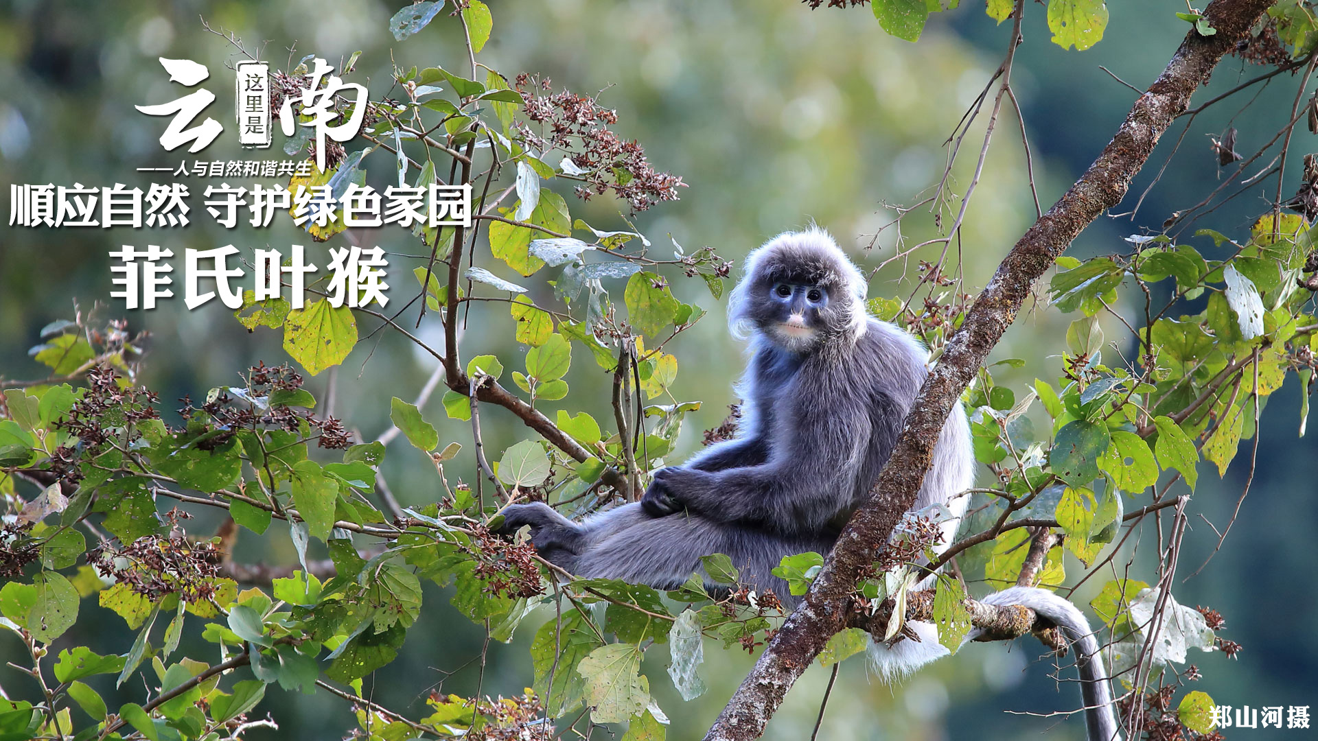 走進菲氏葉猴棲息地：順應自然 守護綠色家園