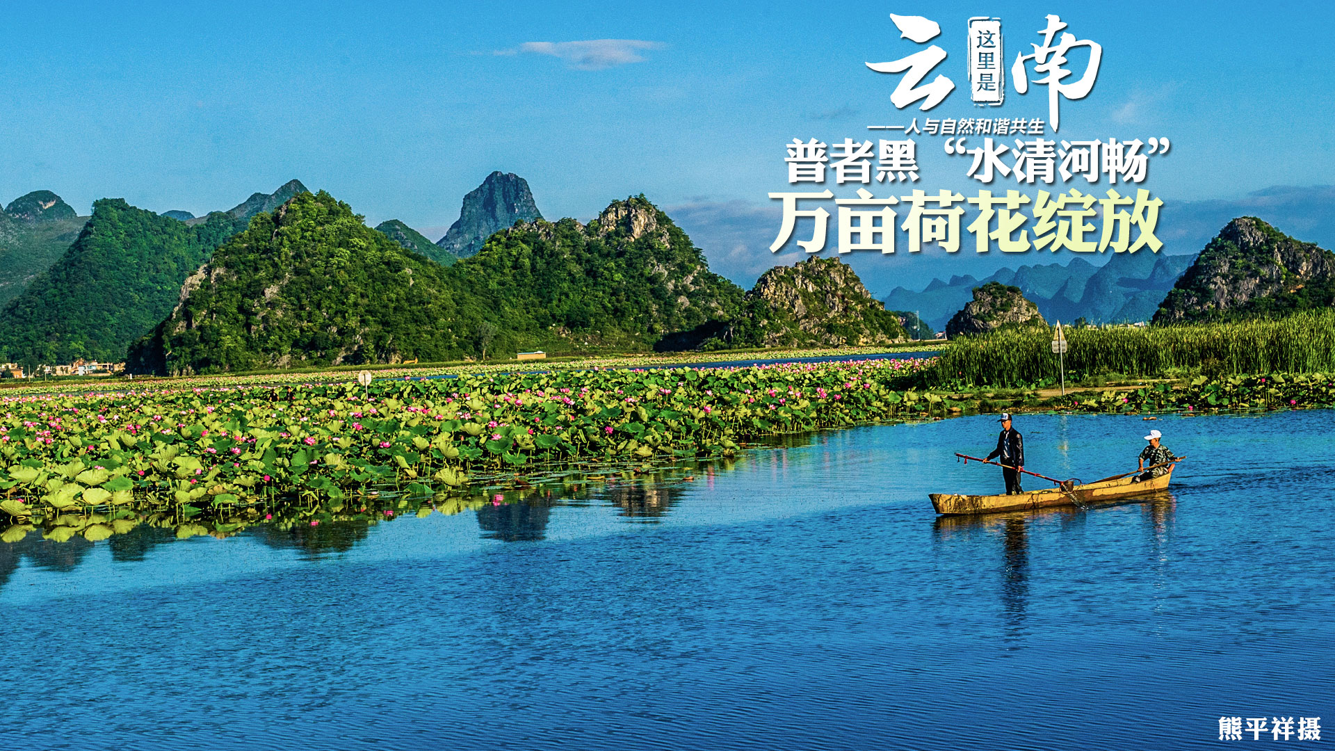 萬畝荷花綻放 雲南文山普者黑“水清河暢”