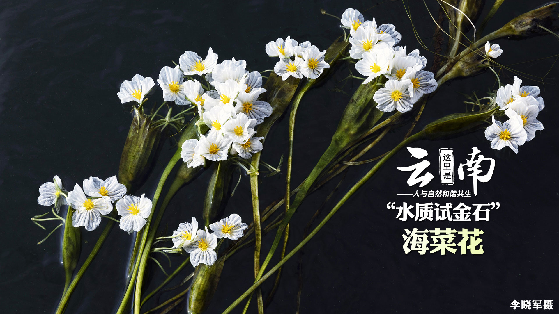 雲南大理：“水質試金石”海菜花仙氣十足