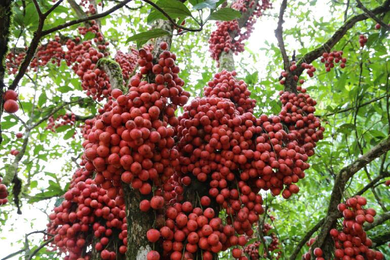江城縣特有的三丫果樹上綴滿了一串串紅艷艷的果實。