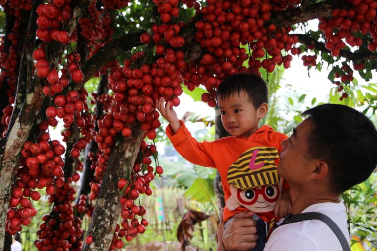 江城縣特有的三丫果樹上綴滿了一串串紅艷艷的果實。