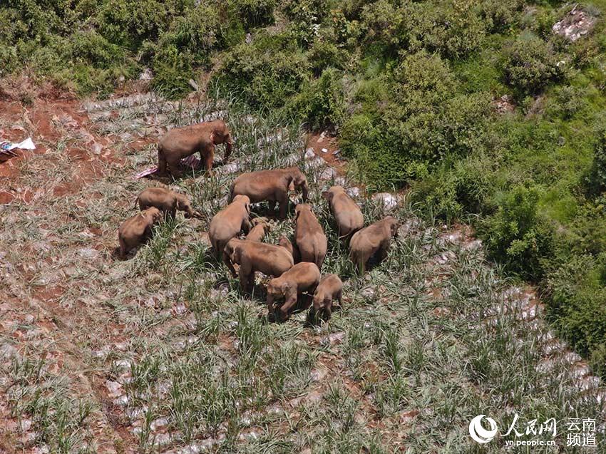 今年7月，象群在紅河州石屏縣龍武鎮活動畫面。雲南省森林消防總隊供圖