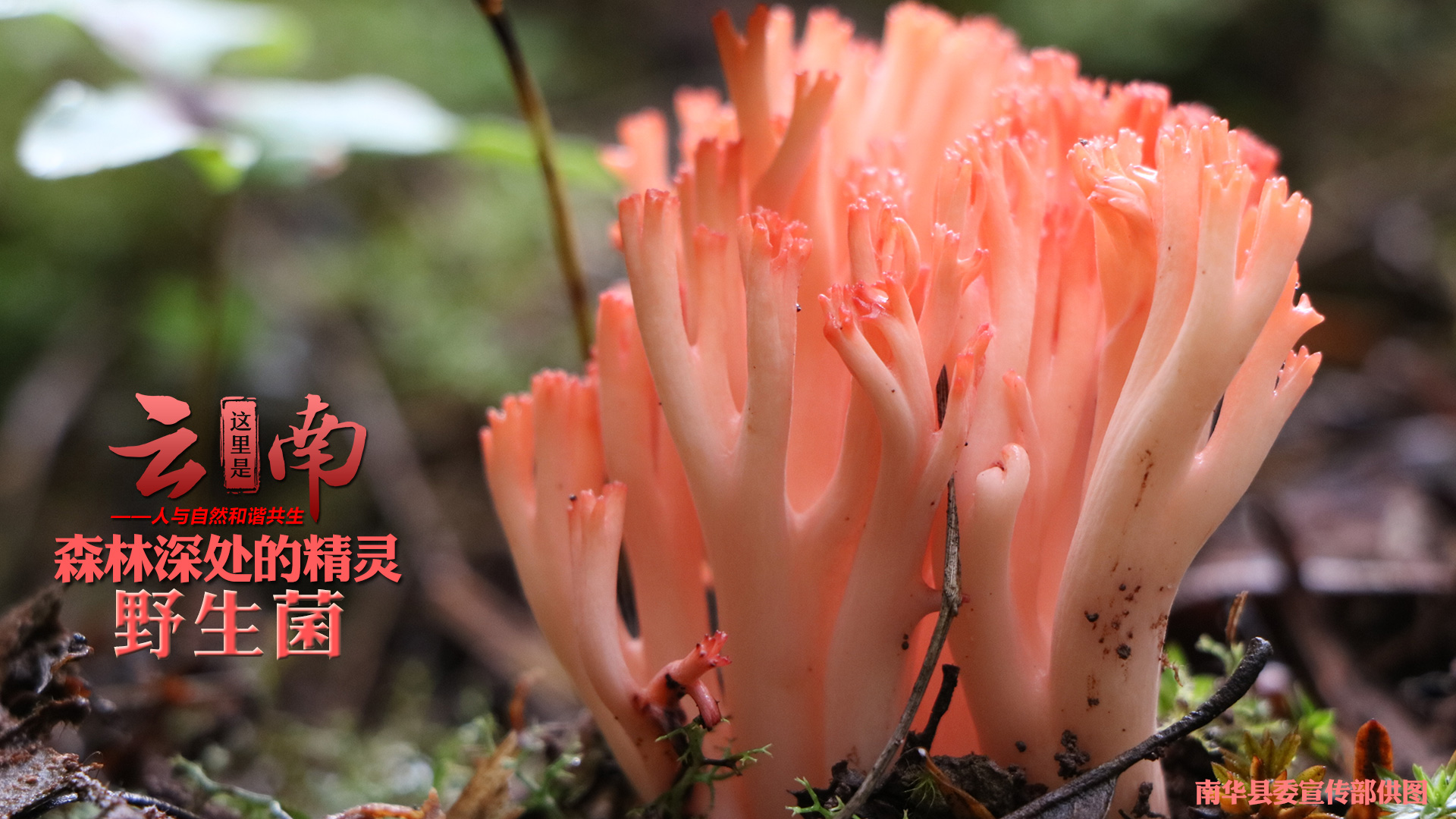 這個季節，野生菌是雲南菜市場的靈魂