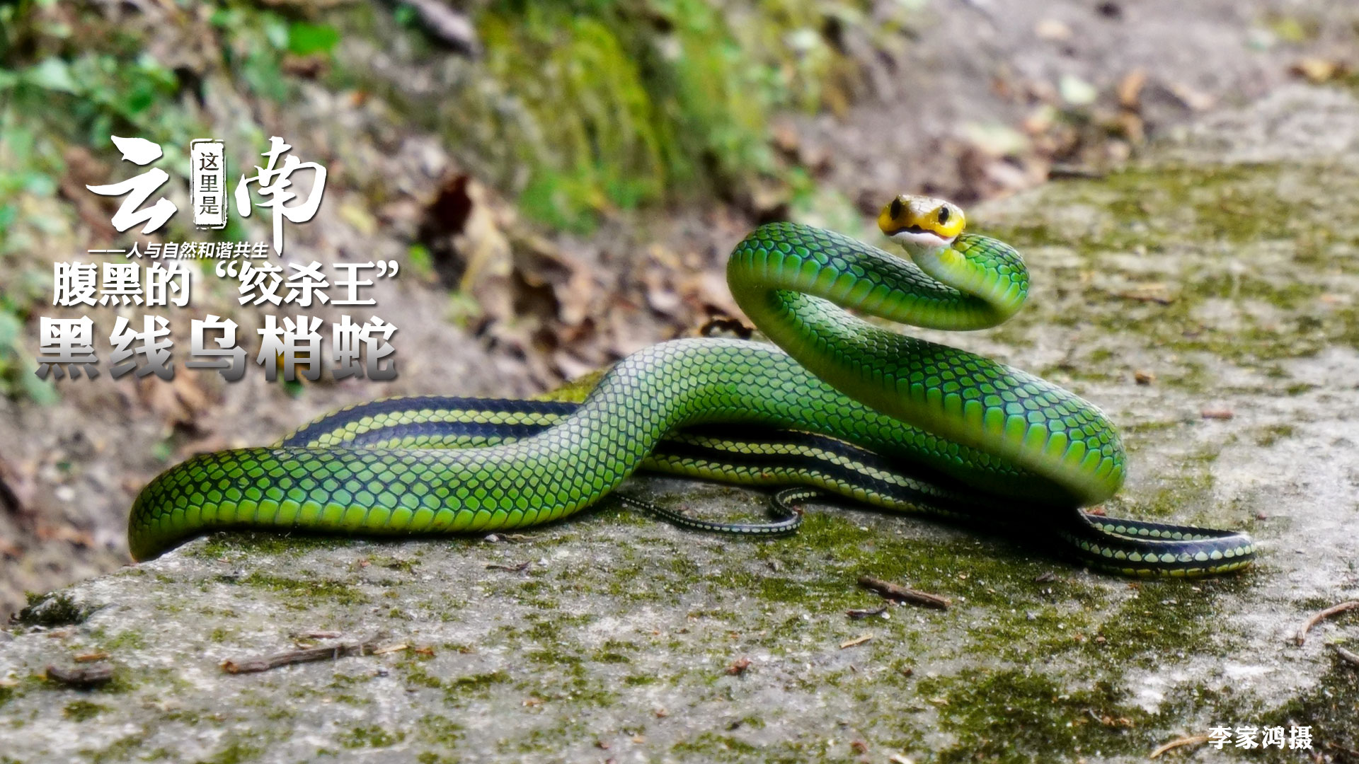 走進雲南大山 見識蛇的“服飾”之美