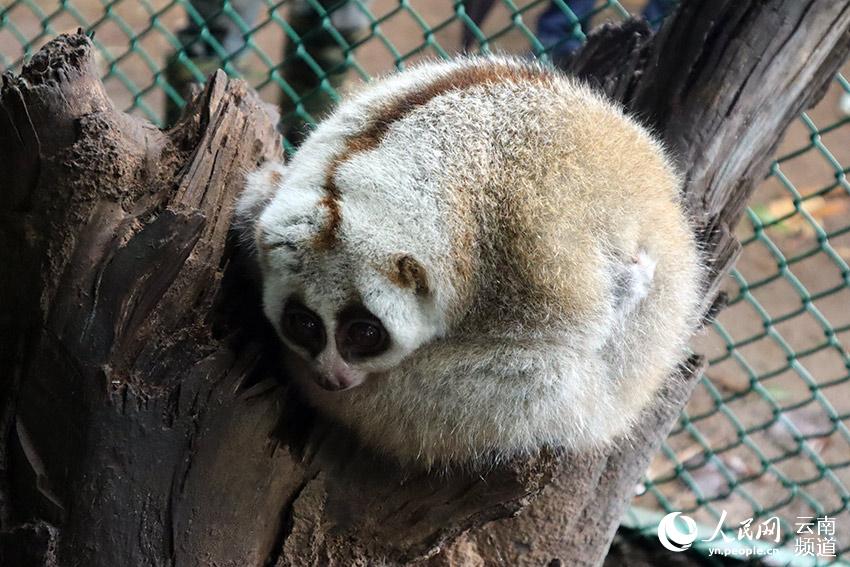 ������衣ʯ����