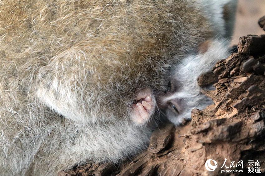 �������С���ػ���С��ʯ����