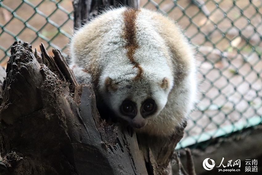 ������衣ʯ����