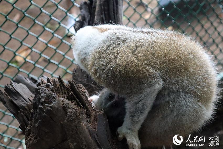 �������С���ػ���С��ʯ����