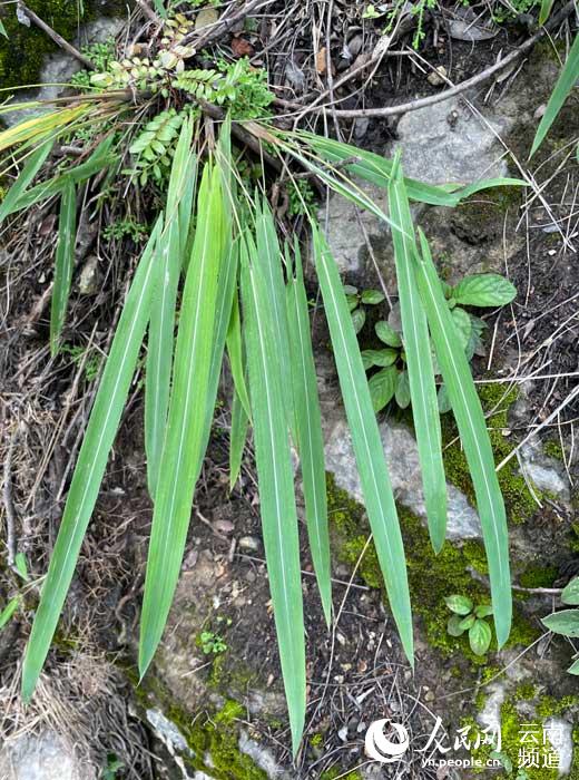 云南易门发现箭叶大油芒野生种群约300余株