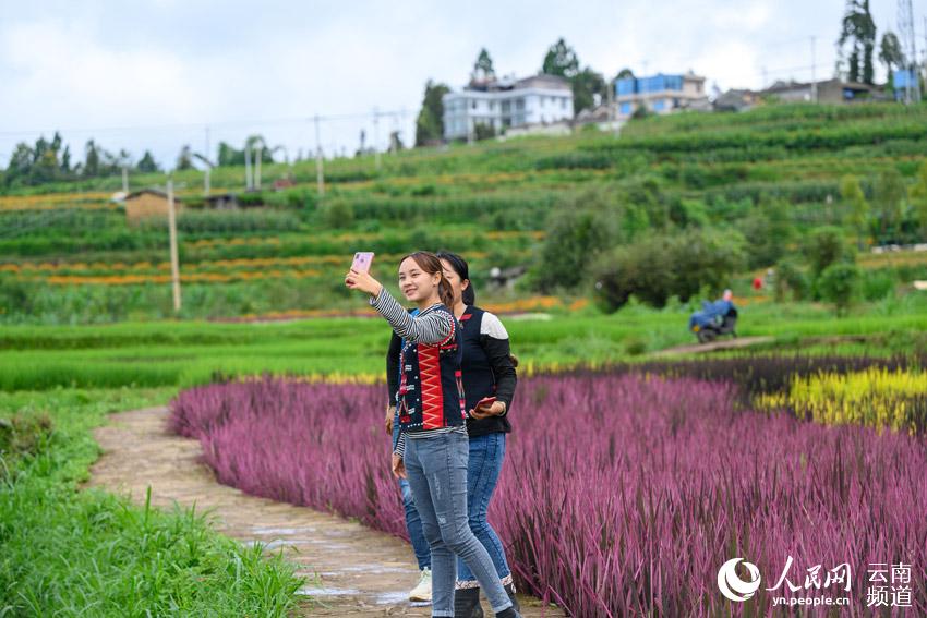市民在彩色稻田中拍照。龔德濤攝