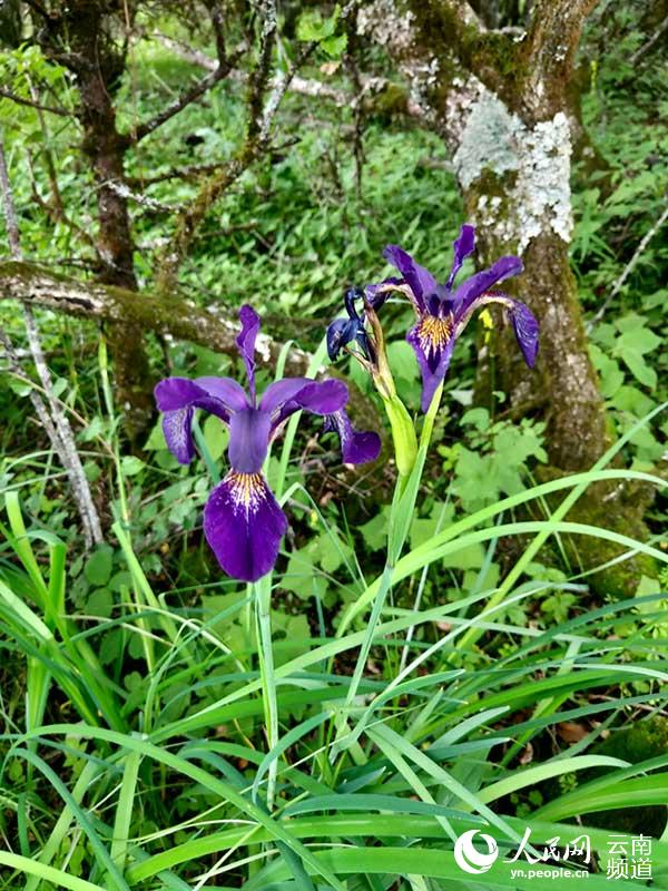 普达措国家公园里小花盛开。和佼摄
