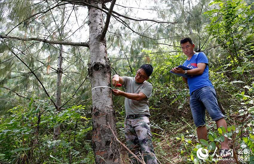 8月20日，云南药山国家级自然保护区管护局科研所工作人员张天壁（左一）在监测一株近地移植的巧家五针松生长情况。闫科任摄