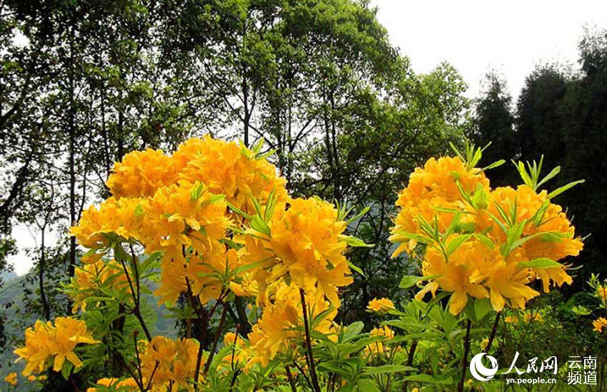 每年四月份，是雲南迪慶香格裡拉杜鵑花盛開的季節，到了五月更是杜鵑花滿山怒放。迪慶日報傳媒供圖