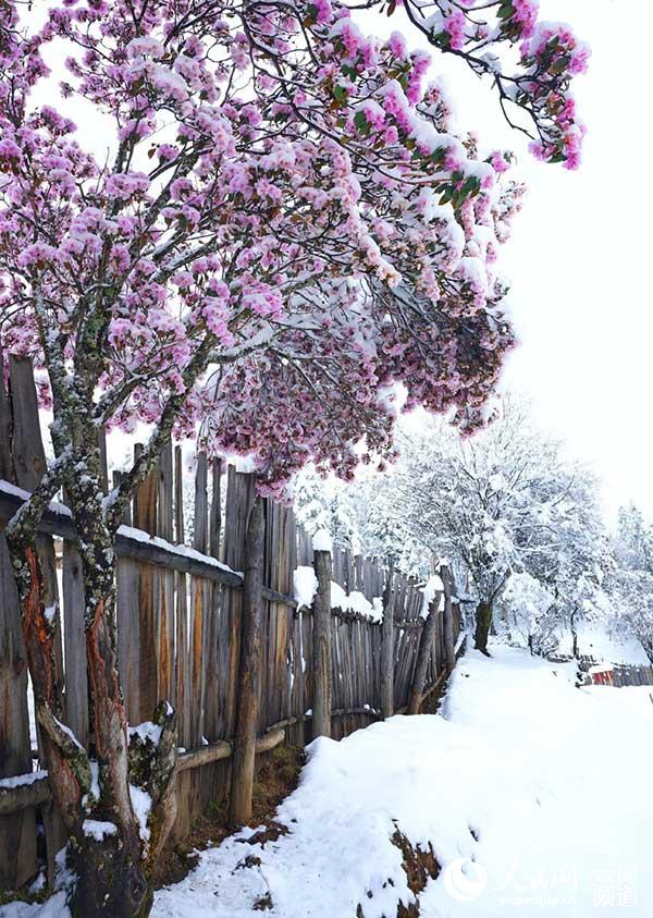 雪后的香格裡拉杜鵑花。和曉燕攝