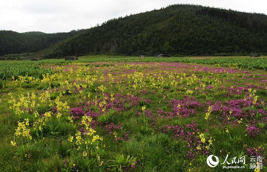 錫金報春花海。方震東攝