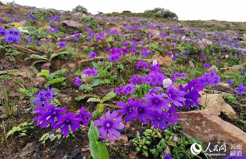 香格裡拉普達措國家公園裡的報春花。方震東攝
