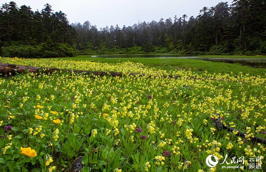 香格裡拉普達措國家公園裡的鐘花報春花海。彭建生攝