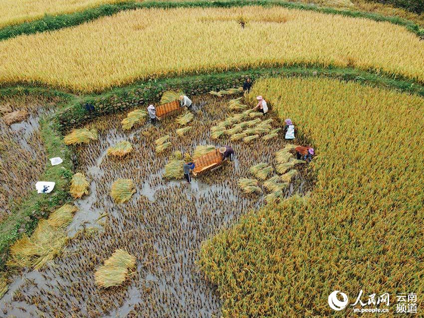 8月24日，元阳县沙拉托乡阿嘎河底打谷子的村民。罗建国摄