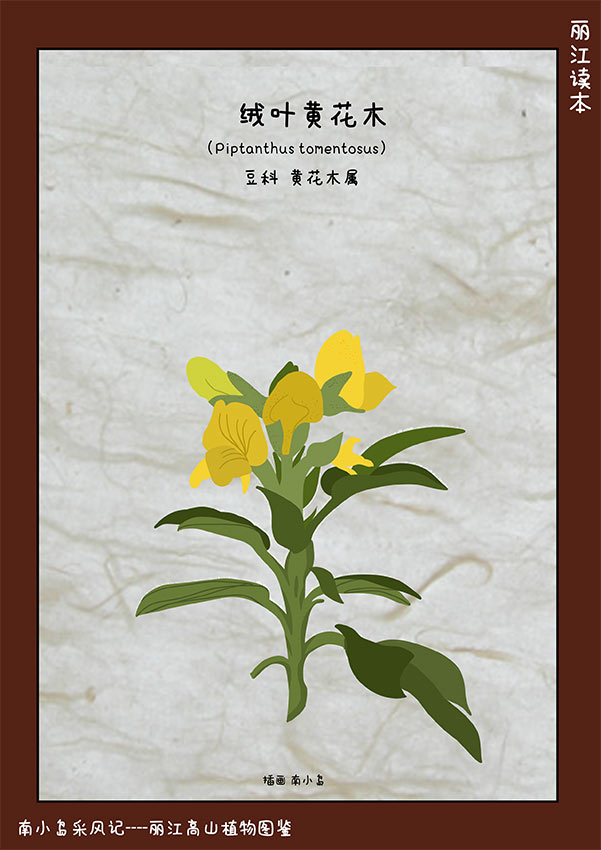 絨葉黃花木