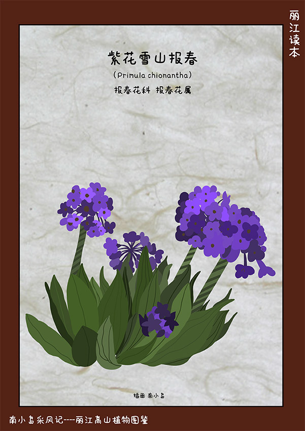 紫花雪山報春
