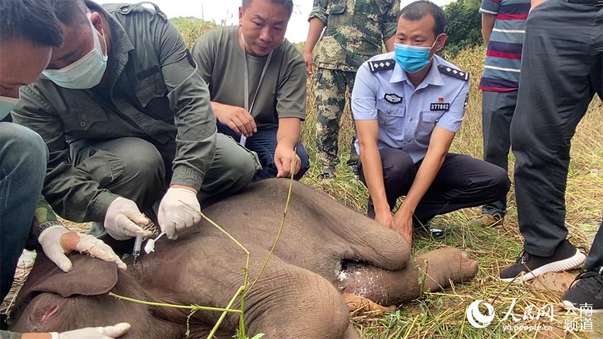 大伙救助被遺棄的亞洲象。勐伴邊境派出所供圖