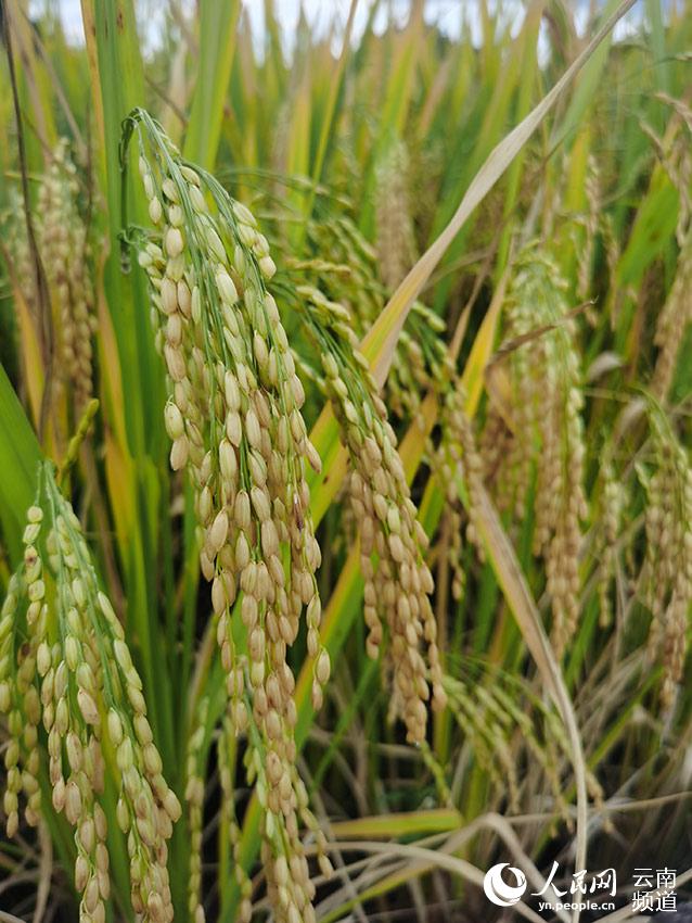 萬畝水稻喜獲豐收。儂麗波攝