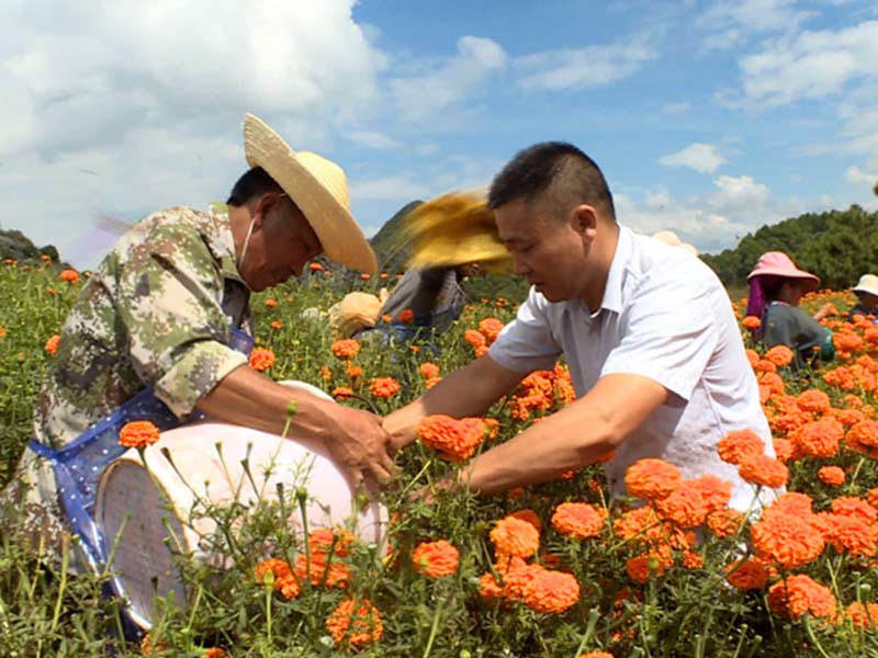 科技特派员陈志文在指导农户采收万寿菊。张吉摄