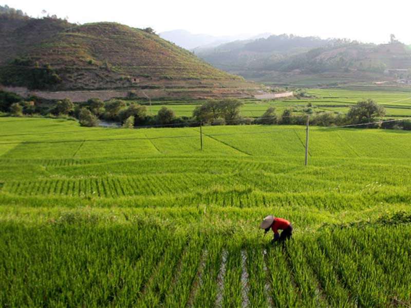 丘北县官寨乡丫勒优质水稻种植基地。张吉摄