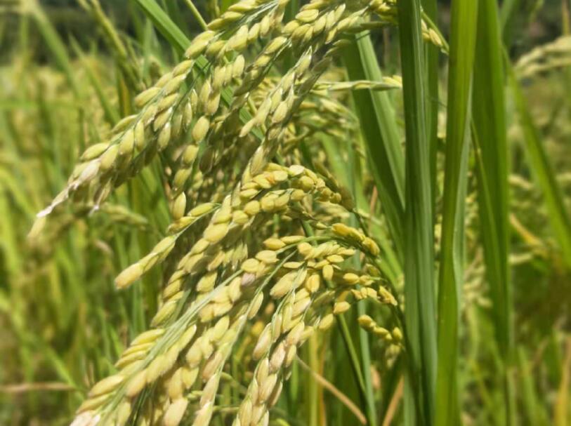 江城縣寶藏鎮項目區種植的水稻喜獲豐收。