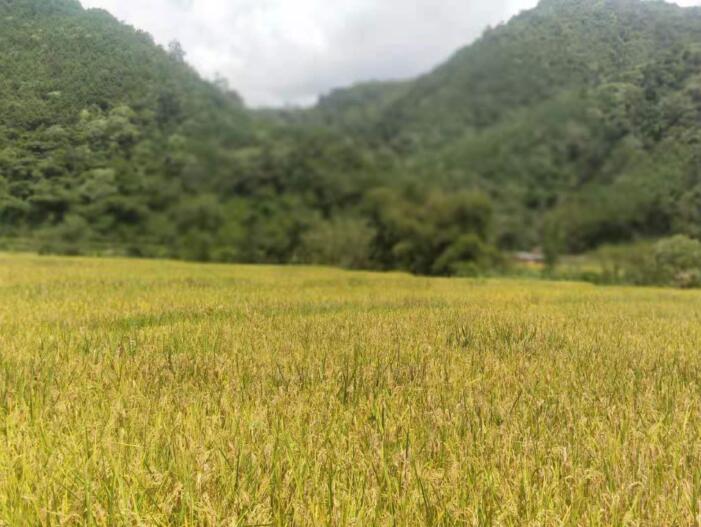 江城縣寶藏鎮項目區種植的水稻喜獲豐收。