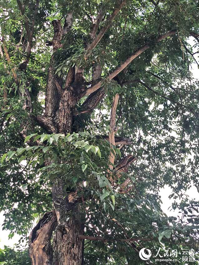 上百年樹齡的古桑樹。