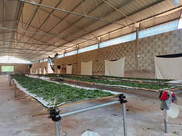 云南镇沅的养蚕产业迎来丰收。镇沅县融媒体中心供图