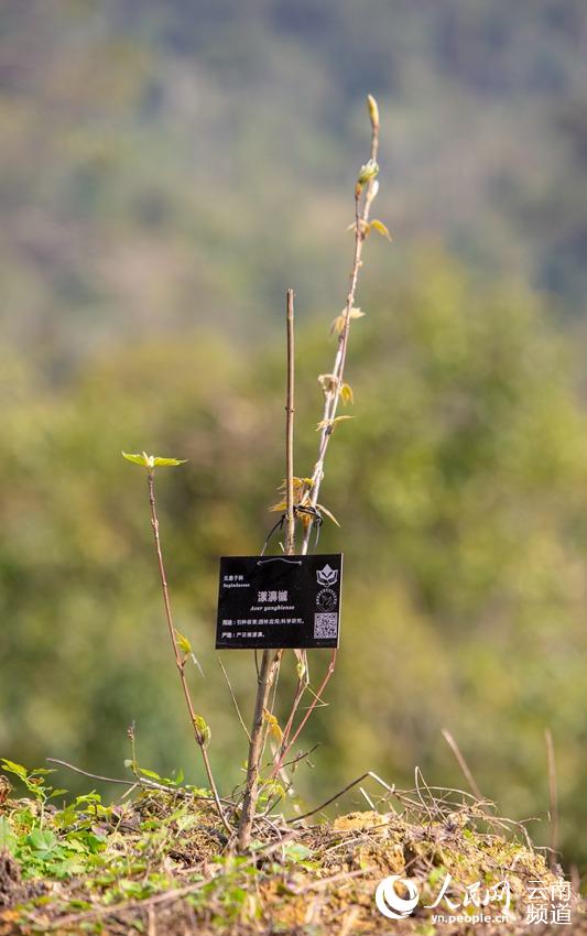 极小种群野生植物漾濞槭。人民网 虎遵会摄