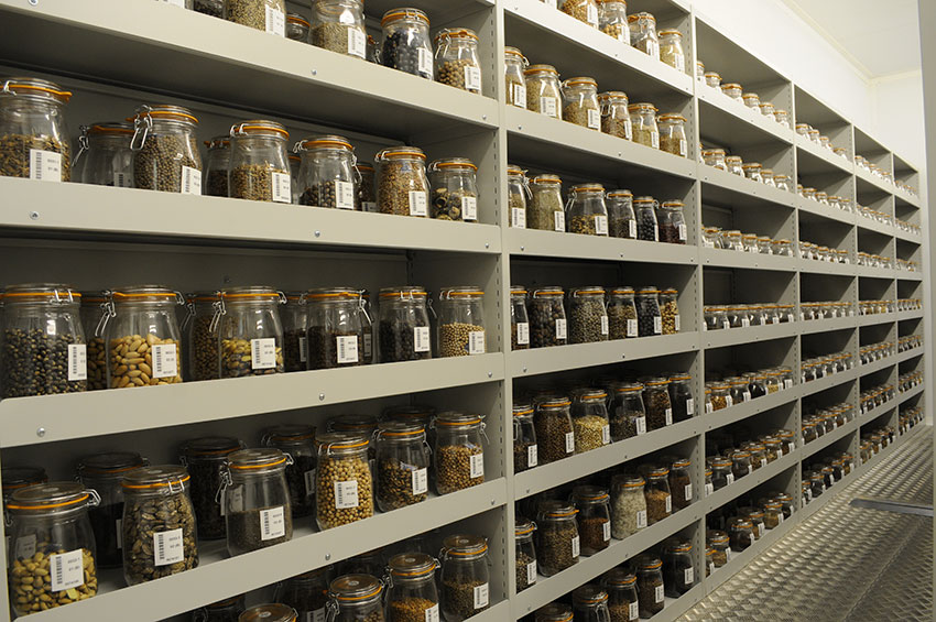 中国西南野生生物种质资源库已保存植物种子10601种85046份。中国科学院昆明植物研究所供图