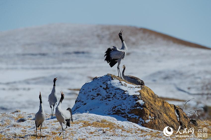 每到冬季，黑頸鶴陸續飛抵雲南昭通大山包黑頸鶴國家級自然保護區，場面蔚為壯觀。汪華攝
