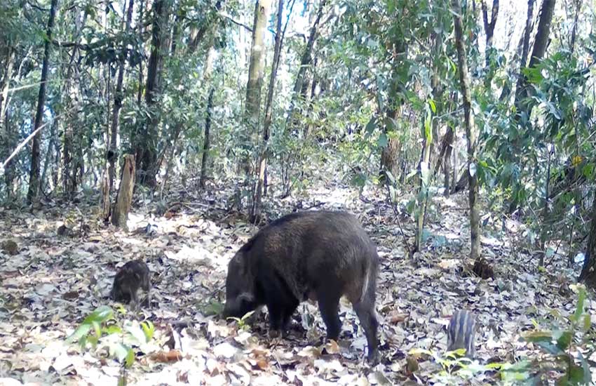 野豬媽媽帶著小野豬覓食。紅外線相機拍攝畫面