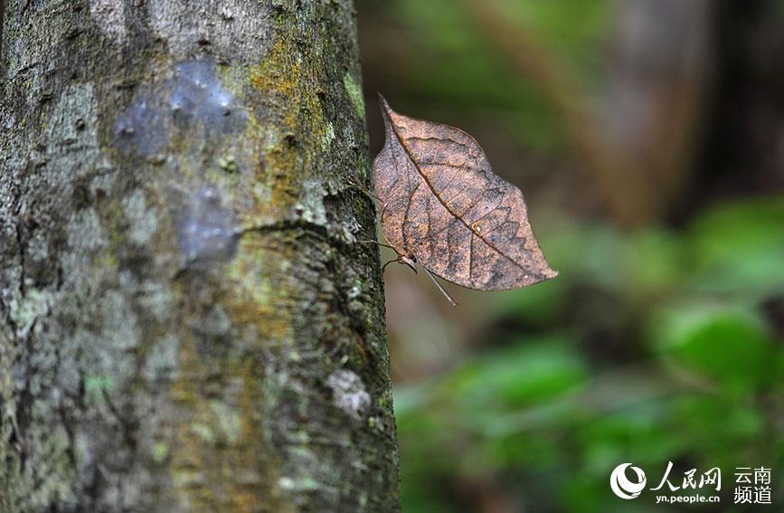 棲居在大圍山的枯葉蝶，形似一片枯葉而得名，因具有最典型的生物擬態而聞名於世。楊保綱攝