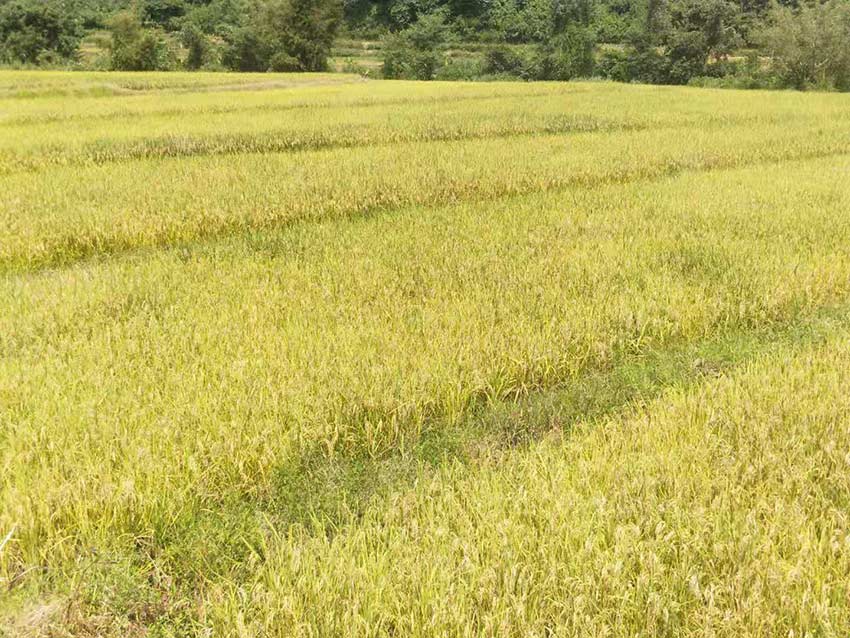農民們抓緊時令收割稻谷和玉米。
