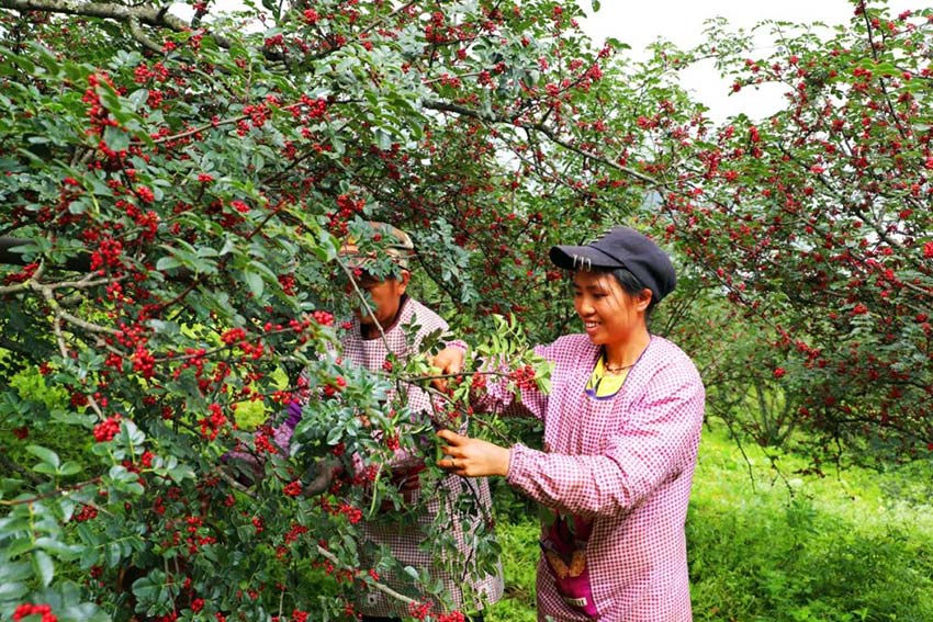 黄草岭的花椒成熟了。景东县融媒体中心供图