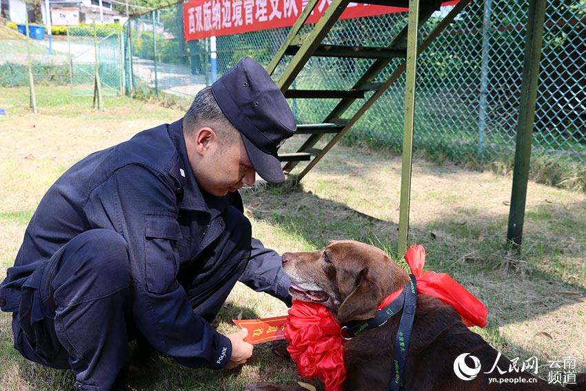 民警为警犬“保民”带上“光荣退役”的大红花。周憬摄