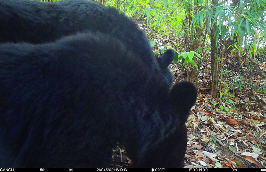 昌寧縣瀾滄江自然保護區紅外線機捕捉到外出覓食的黑熊。