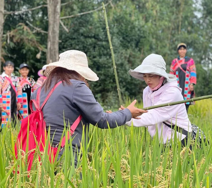西盟县勐卡镇马散村高海拔杂交水稻种植试验区开镰收割。石玉花摄