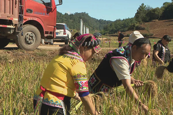 �Ʋݰ�ˮ��ϲ����ա�������